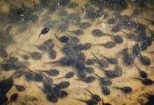 Amphibian Metamorphosis: The Wonder of Amphibian Life Stages