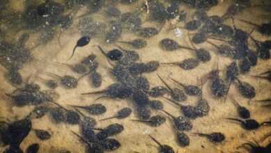 Amphibian Metamorphosis: The Wonder of Amphibian Life Stages
