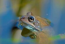 Frog Care and Housing: A Ribbiting Guide to Happy Amphibians