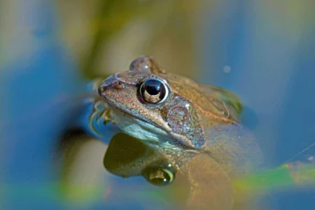 Frog Care and Housing: A Ribbiting Guide to Happy Amphibians Frog Care and Housing: A Ribbiting Guide to Happy Amphibians