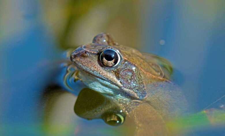 Frog Care and Housing: A Ribbiting Guide to Happy Amphibians