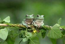 Unlocking the Fascinating World of Amphibians as Educational Pets