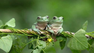 Unlocking the Fascinating World of Amphibians as Educational Pets