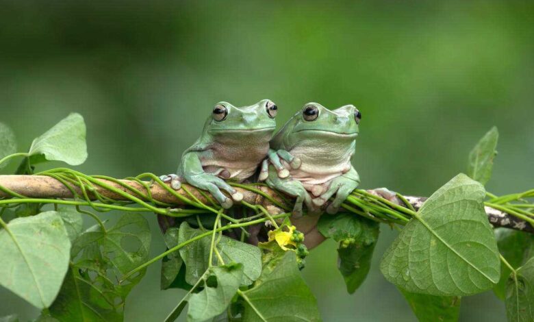 Unlocking the Fascinating World of Amphibians as Educational Pets