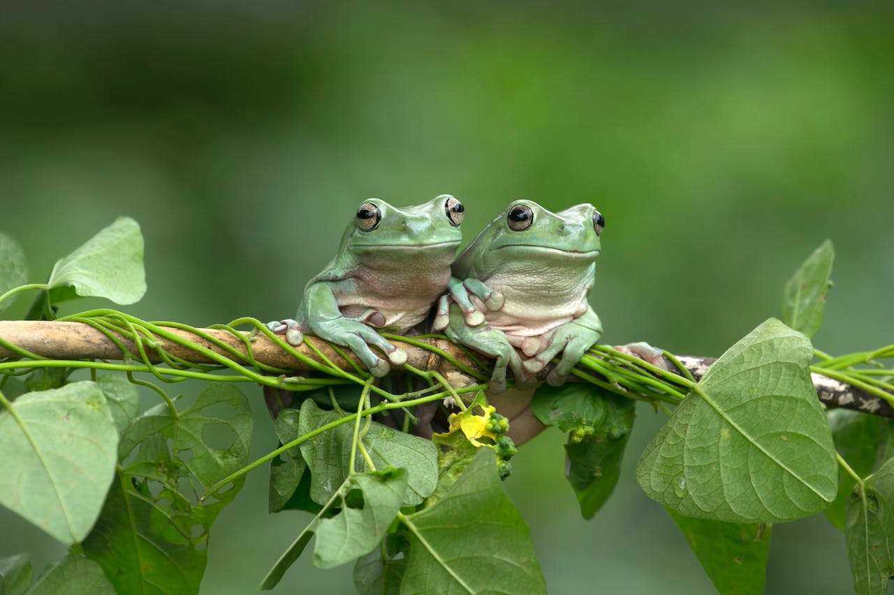 Unlocking the Fascinating World of Amphibians as Educational Pets