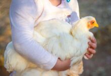 Feathered Nutrition: Top-Notch Chicken Feed Favorites!