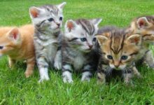 Feline Harmony: Unveiling the Top 10 Cat Breeds for Families