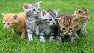 Feline Harmony: Unveiling the Top 10 Cat Breeds for Families