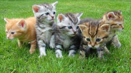 Most Tolerant Cat Breeds for Active Kids: Top 10 Picks Most Tolerant Cat Breeds for Active Kids: Top 10 Picks