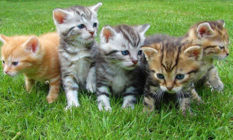 Feline Harmony: Unveiling the Top 10 Cat Breeds for Families