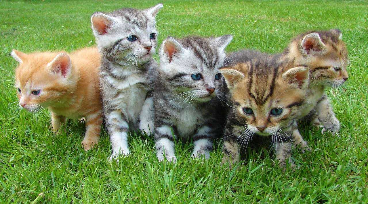 Feline Harmony: Unveiling the Top 10 Cat Breeds for Families