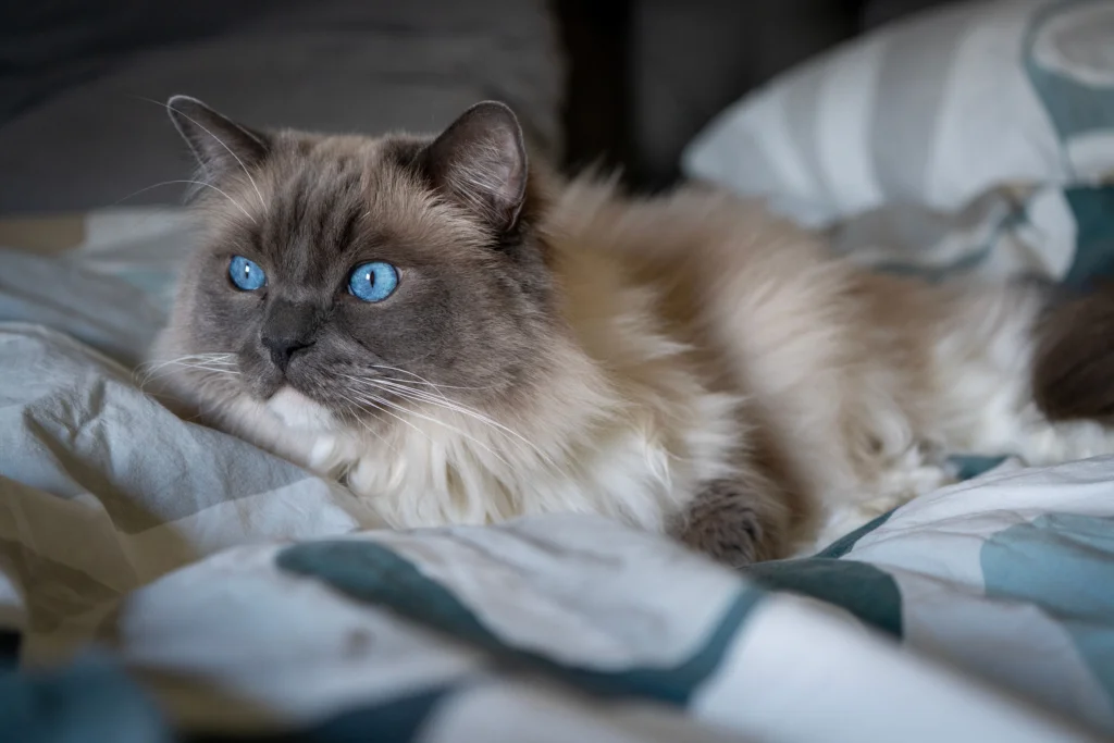 Most Tolerant Cat Breeds for Active Kids: Top 10 Picks