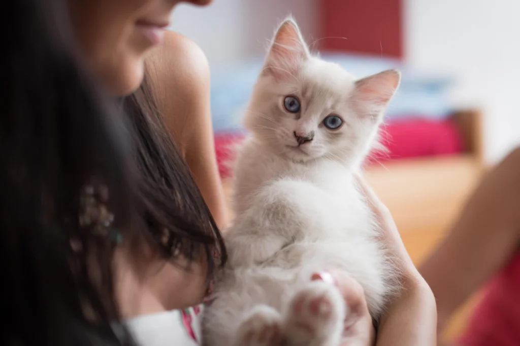 Most Tolerant Cat Breeds for Active Kids: Top 10 Picks