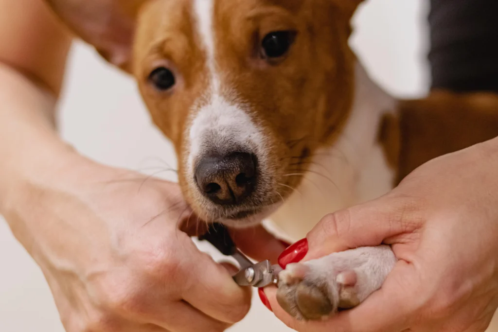 How to Trim Arthritic Dog Nails: The Complete Gentle Nail Care Guide 2026