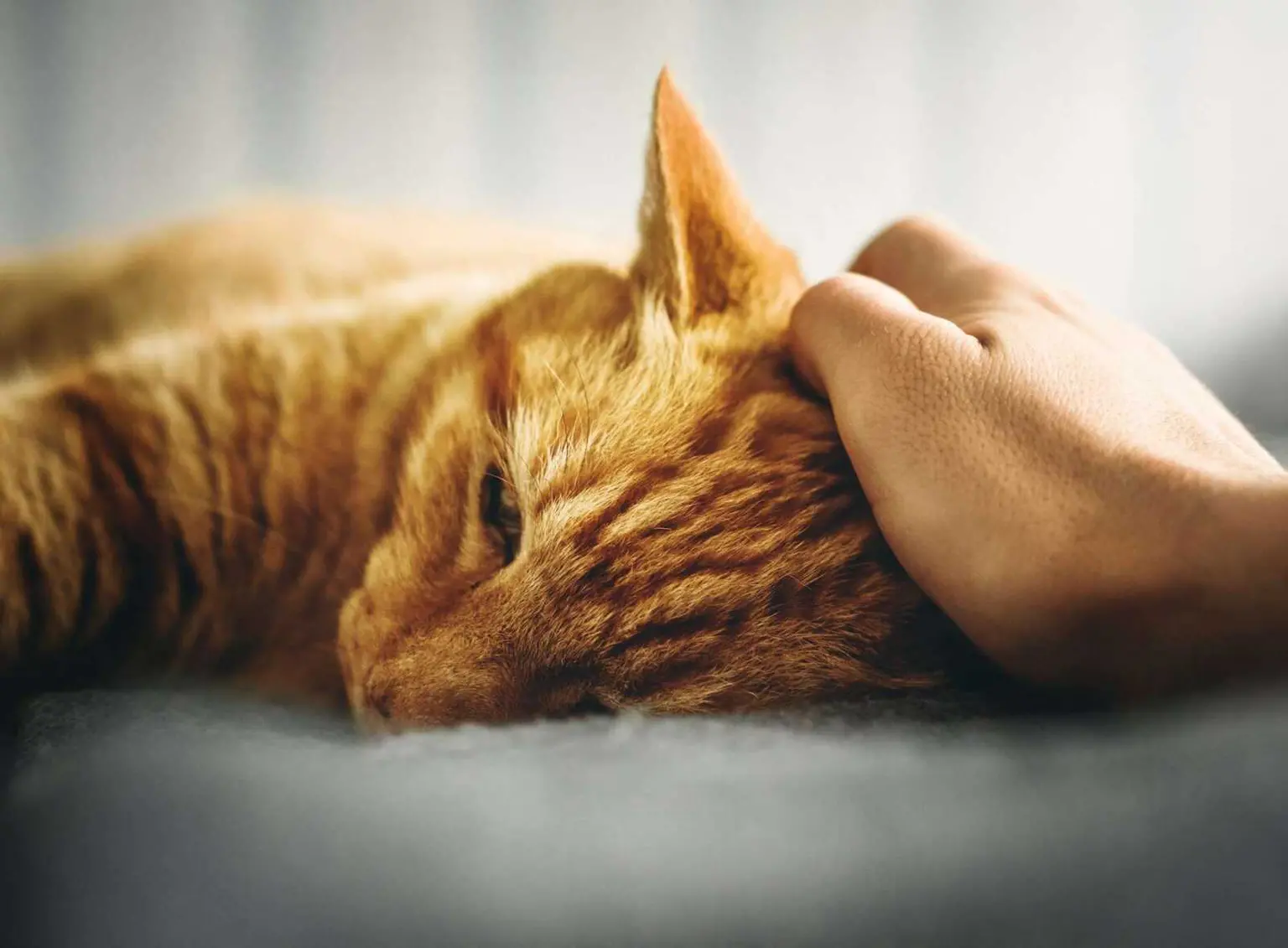 Cat Throwing Up Food But Acting Normal: The Complete Medication Guide 2026 Cat Throwing Up Food But Acting Normal: The Medication Guide 2026