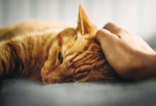 Understanding Cat Vomiting: Causes, Symptoms, and Treatment