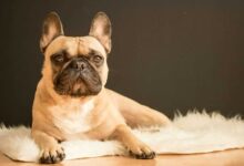 French Bulldog Health: A Guide to Common Issues and Prevention