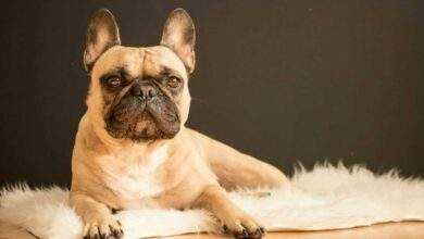 French Bulldog Health: A Guide to Common Issues and Prevention