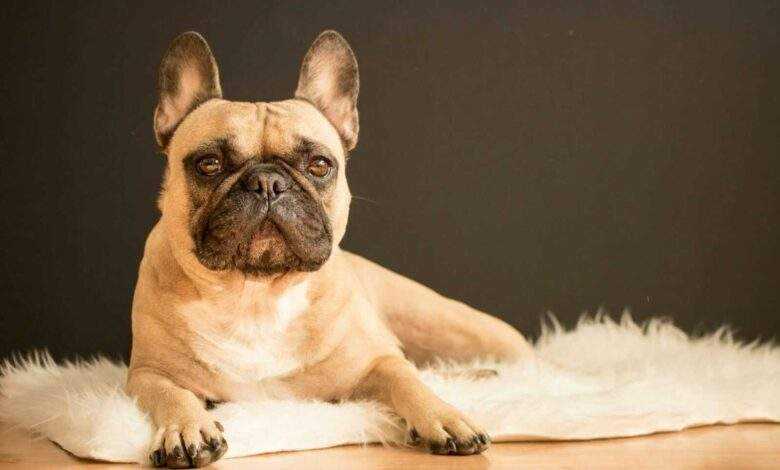 French Bulldog Health: A Guide to Common Issues and Prevention