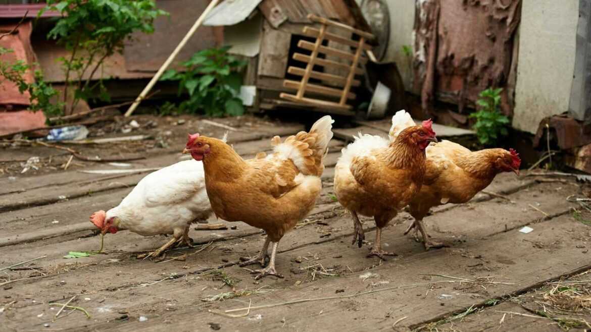 Feathered Nutrition: Top-Notch Chicken Feed Favorites!