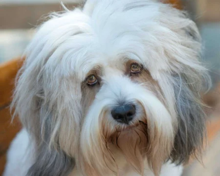 How to Get Rid of Dog Dandruff: The Complete Causes, Symptoms and Treatment Guide 2026 How to Get Rid of Dog Dandruff: The Complete Causes, Symptoms and Treatment Guide 2026