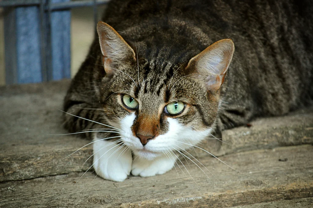 Weird Things You Didn't Know About Your Cat: 10 Fascinating Fun Facts Every Cat Owner Should Discover