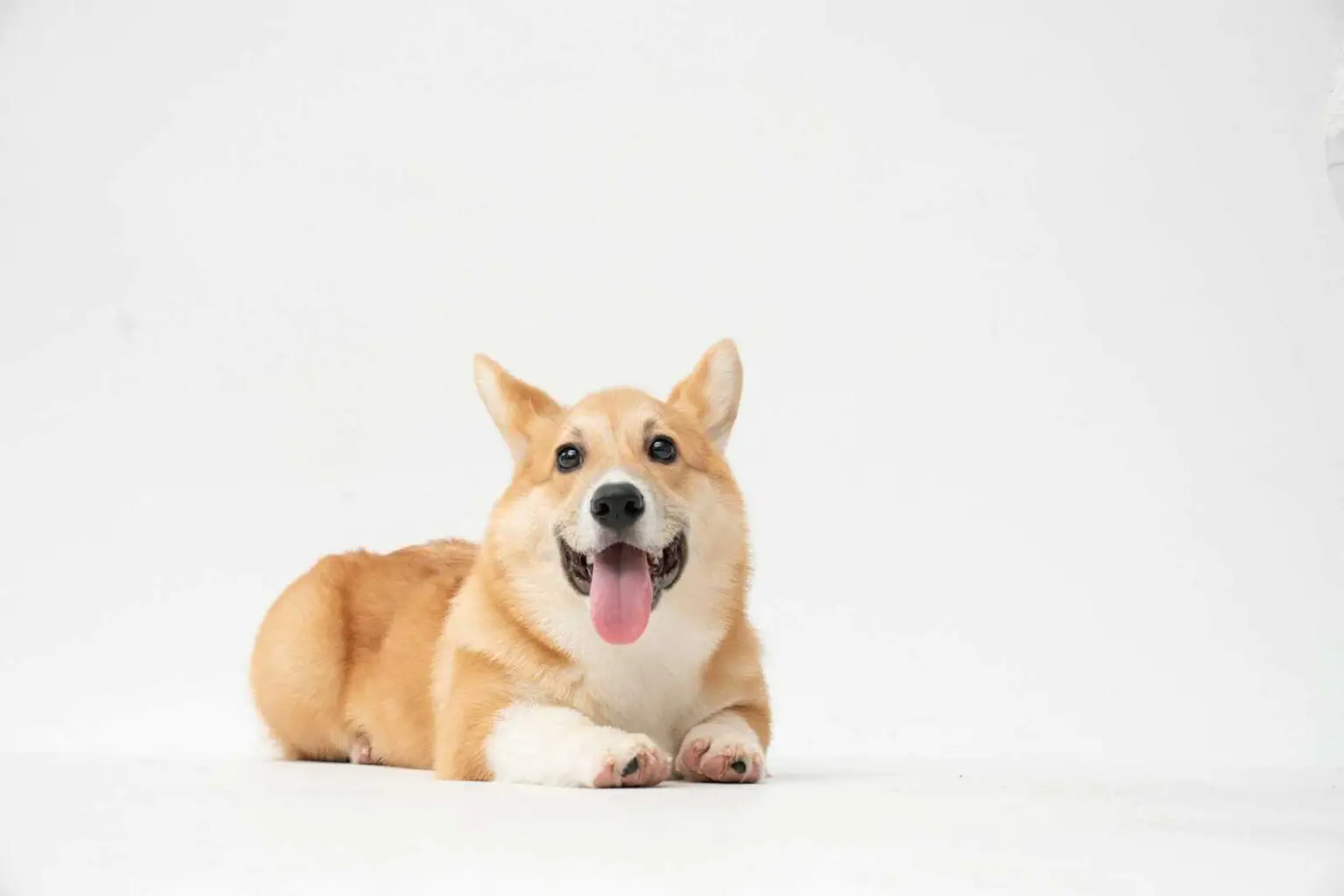 Things You Didn’t Know About Your Dog: 10 Fascinating Fun Facts Every Dog Owner Should Discover Things You Didn't Know About Your Dog: 10 Fascinating Fun Facts Every Dog Owner Should Discover