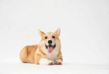 Unleashing Joy: 10 Fun Facts about Your Canine Companion