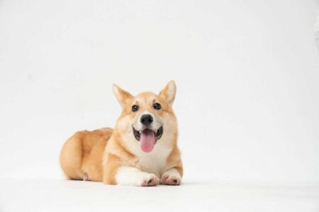 Things You Didn't Know About Your Dog: 10 Fascinating Fun Facts Every Dog Owner Should Discover