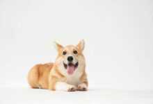 Unleashing Joy: 10 Fun Facts about Your Canine Companion