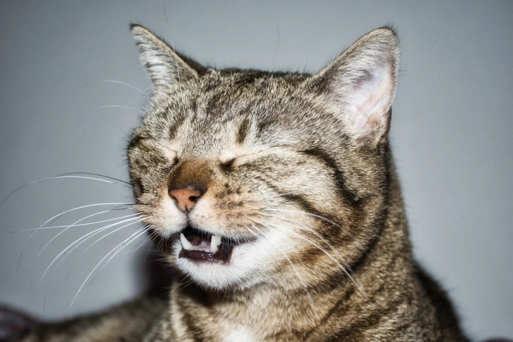 When to Worry About a Sneezing Cat: The Complete Guide 2026