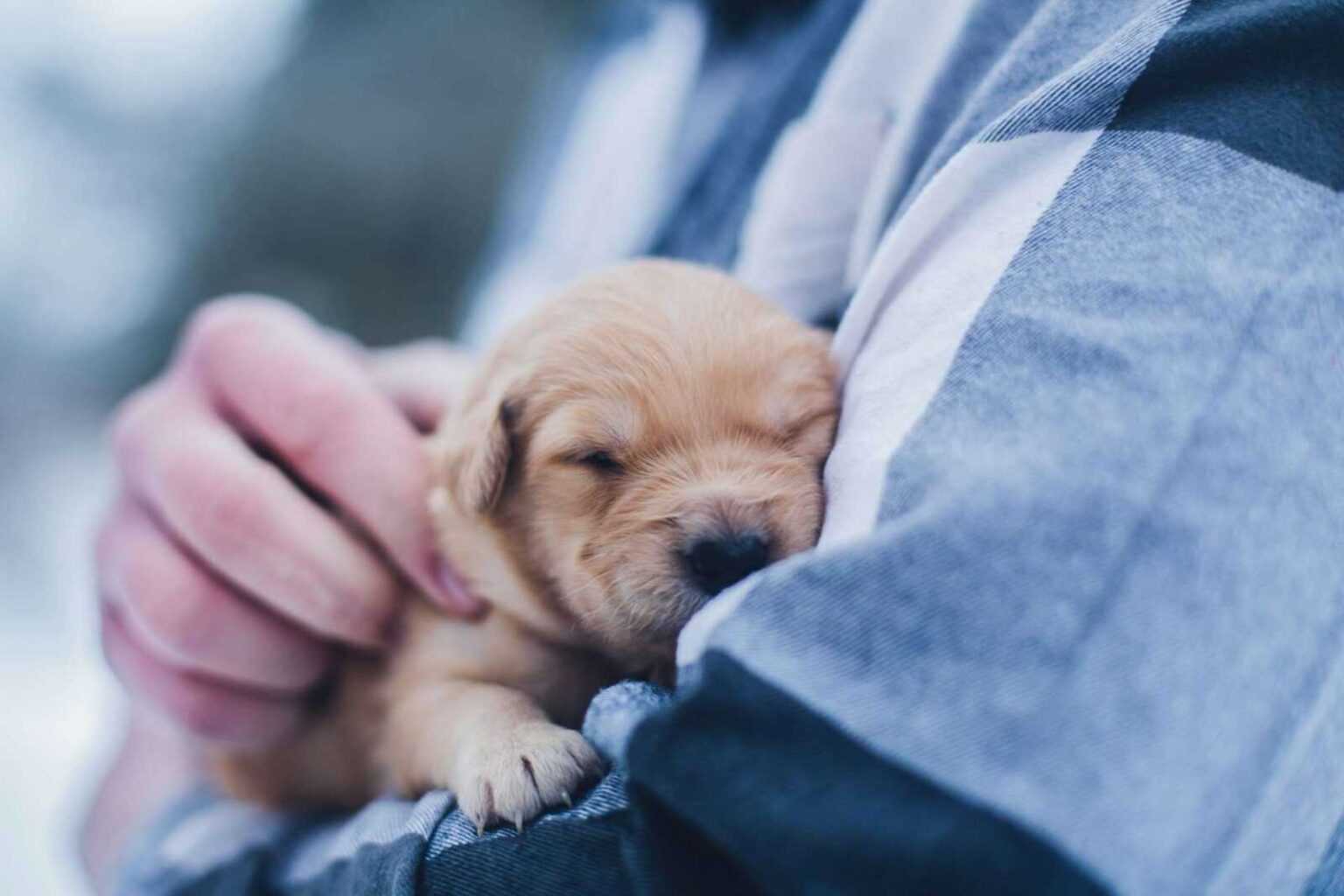 How to Firm Up Puppy Poop Quickly: The Complete Puppy Diarrhea Management Handbook 2026