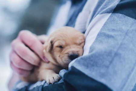 How to Firm Up Puppy Poop Quickly: The Complete Puppy Diarrhea Management Handbook 2026 How to Firm Up Puppy Poop Quickly: The Complete Puppy Diarrhea Management Handbook 2026