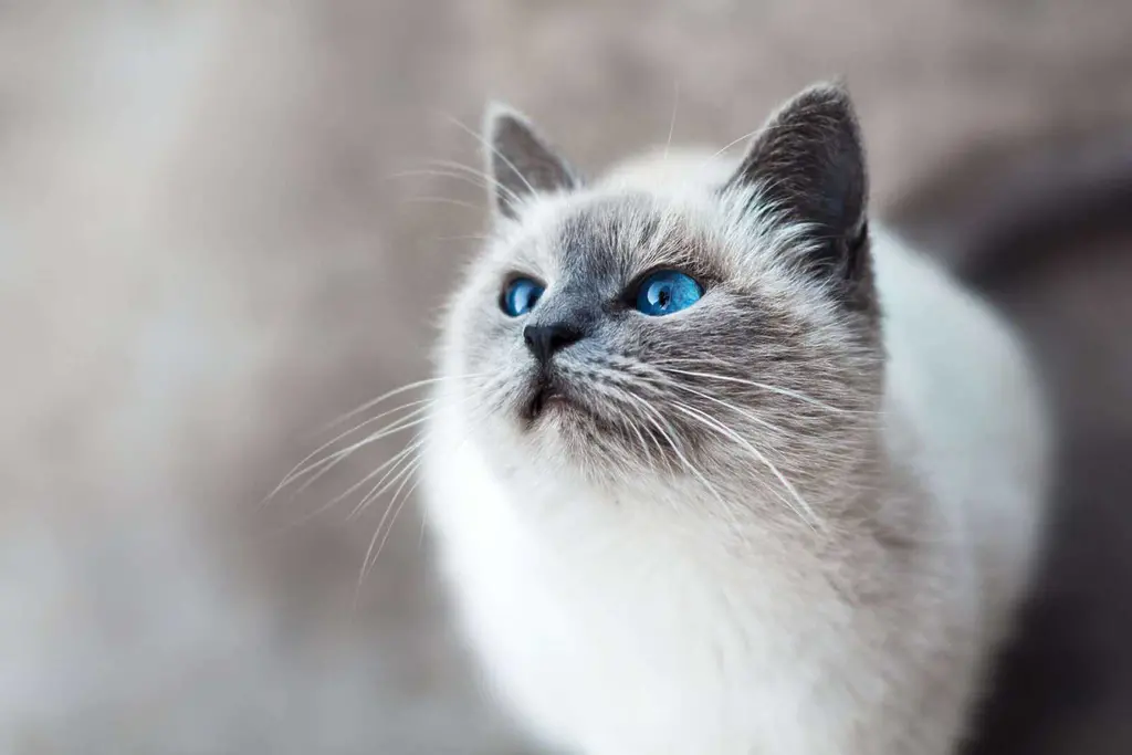 How to Treat Cat Dandruff at Home: The Complete Guide 2026
