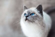 Understanding Cat Dandruff: Causes, Symptoms, and Treatment