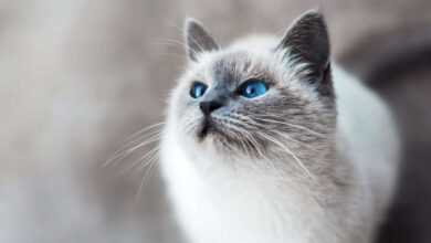 Understanding Cat Dandruff: Causes, Symptoms, and Treatment