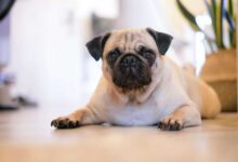 Grooming for Brachycephalic Dog Breeds: An Ultimate Guide