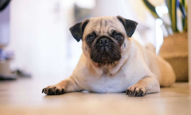 Grooming for Brachycephalic Dog Breeds: An Ultimate Guide