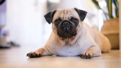 Grooming for Brachycephalic Dog Breeds: An Ultimate Guide