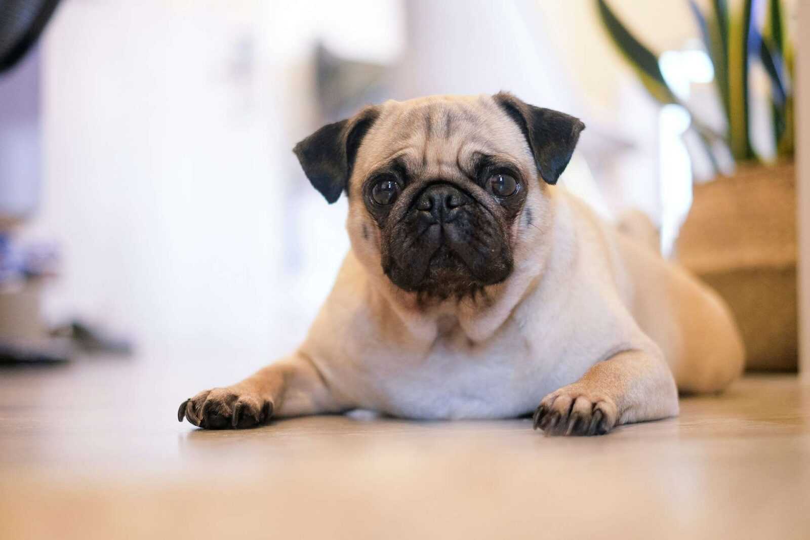 Grooming for Brachycephalic Dog Breeds: An Ultimate Guide