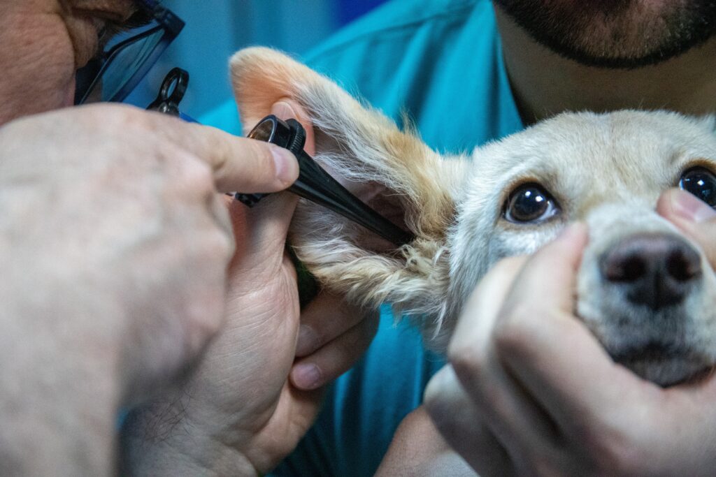 How to Get Rid of Dog Ear Mites at Home: The Complete Causes, Symptoms and Treatment Guide 2026