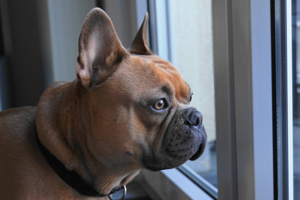 How to Clean French Bulldog Face Wrinkles: The Safe Guide