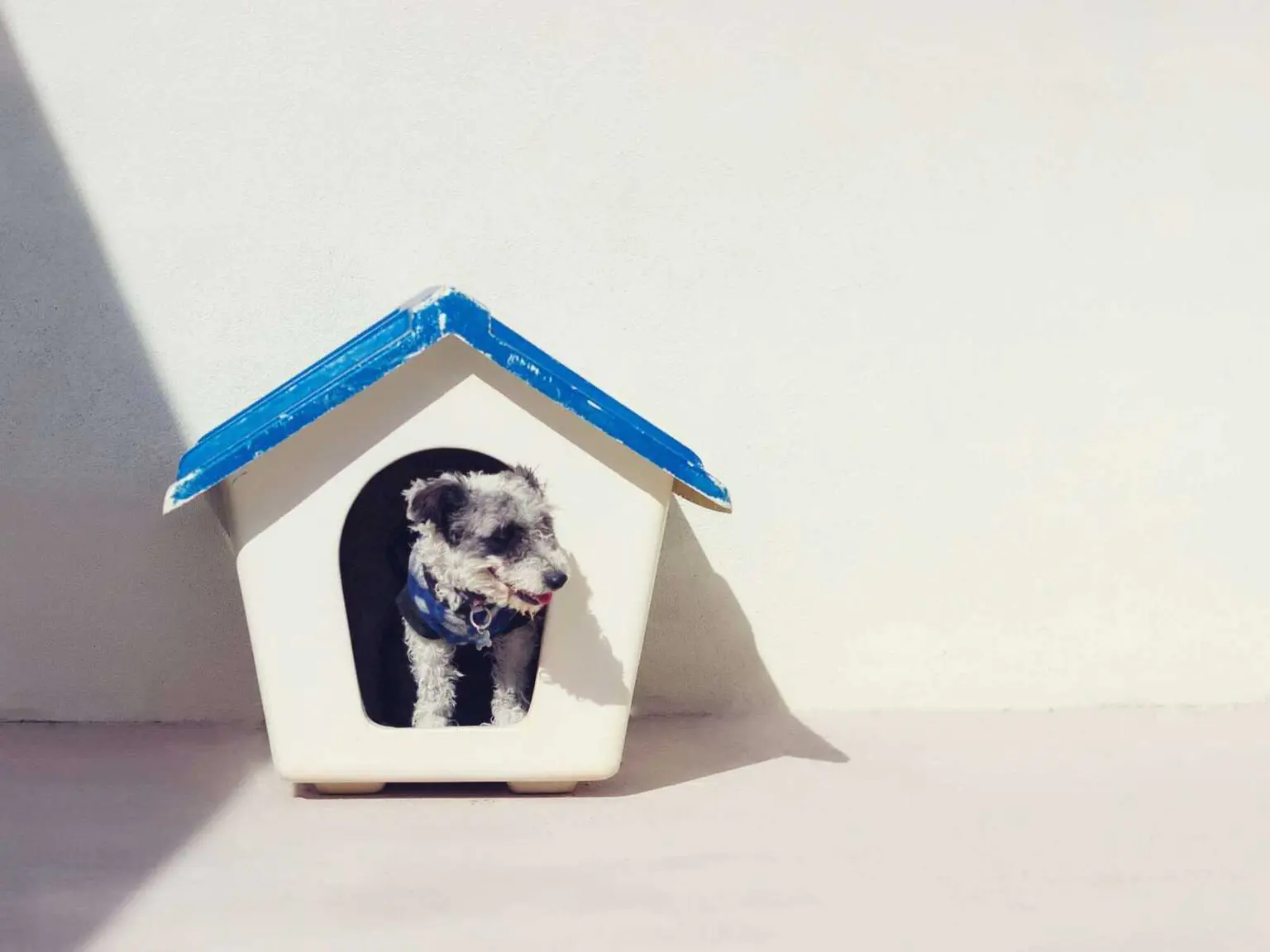 Free Insulated DIY Dog House Plans: Build Your Dog a Stylish Home in 2026 Free Insulated DIY Dog House Plans: Build Your Dog a Stylish Home in 2026