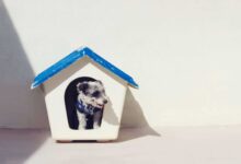 Crafting Comfort: A DIY Dog House Guide for Your Furry Friend