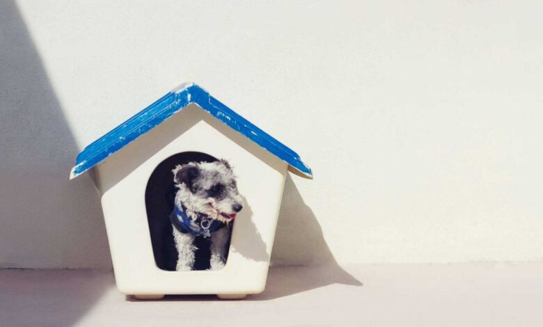 Crafting Comfort: A DIY Dog House Guide for Your Furry Friend