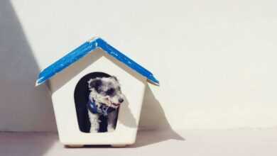 Crafting Comfort: A DIY Dog House Guide for Your Furry Friend