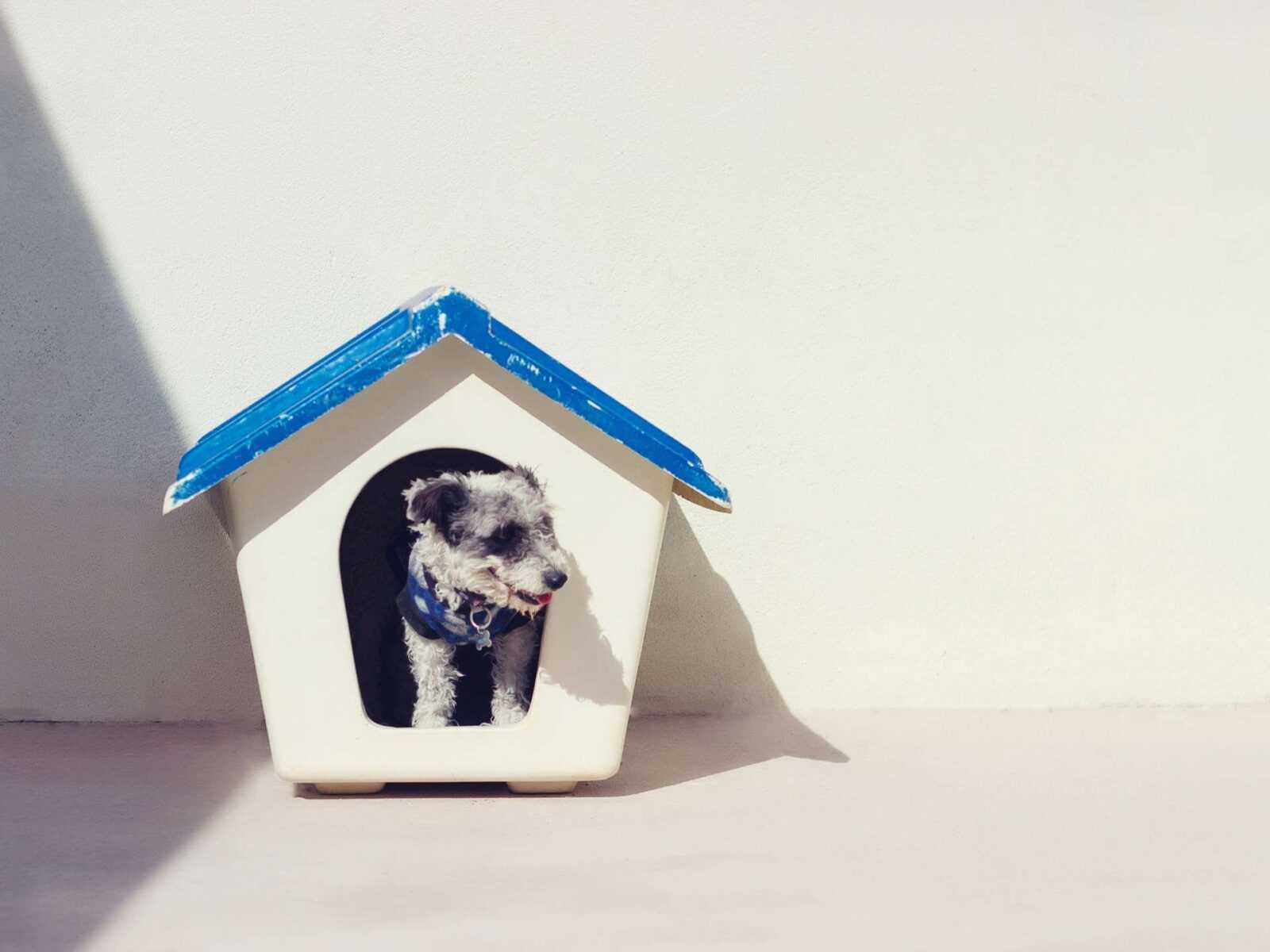 Crafting Comfort: A DIY Dog House Guide for Your Furry Friend