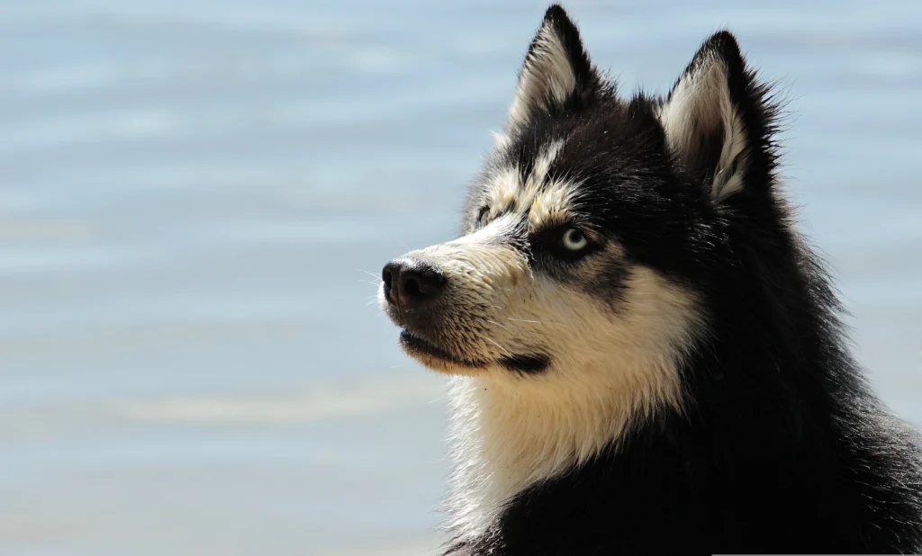 Things You Didn't Know About Your Dog: 10 Fascinating Fun Facts Every Dog Owner Should Discover
