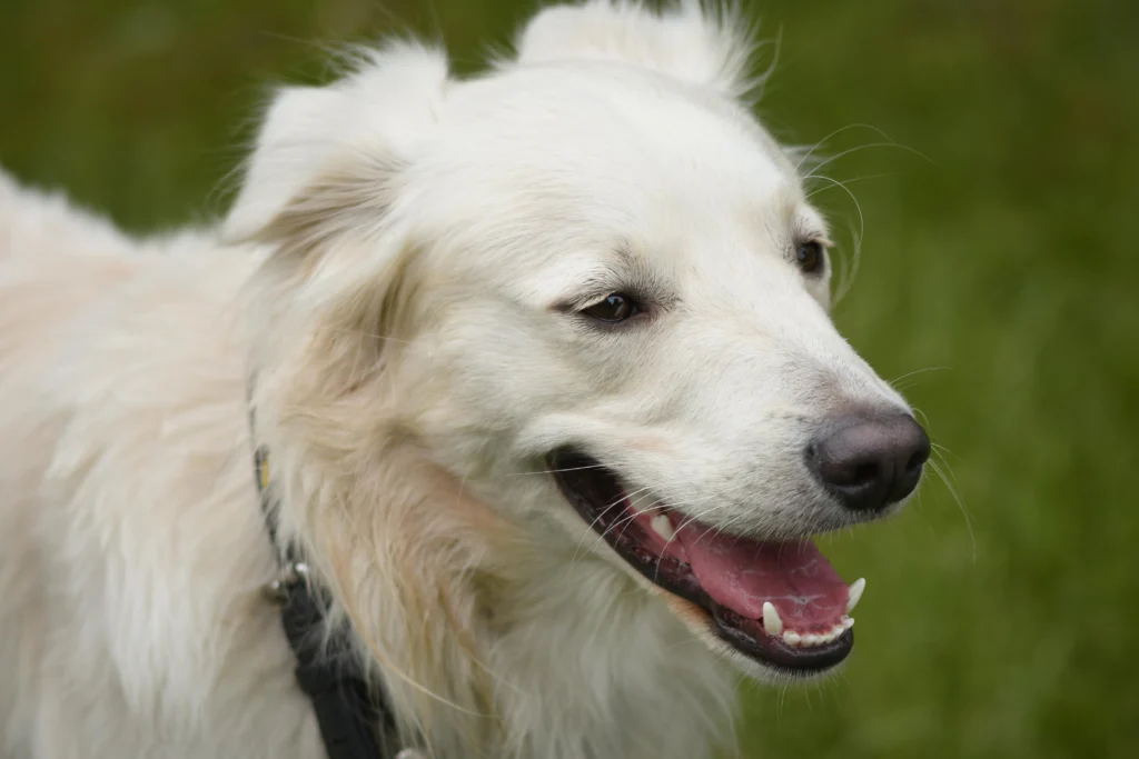Things You Didn't Know About Your Dog: 10 Fascinating Fun Facts Every Dog Owner Should Discover