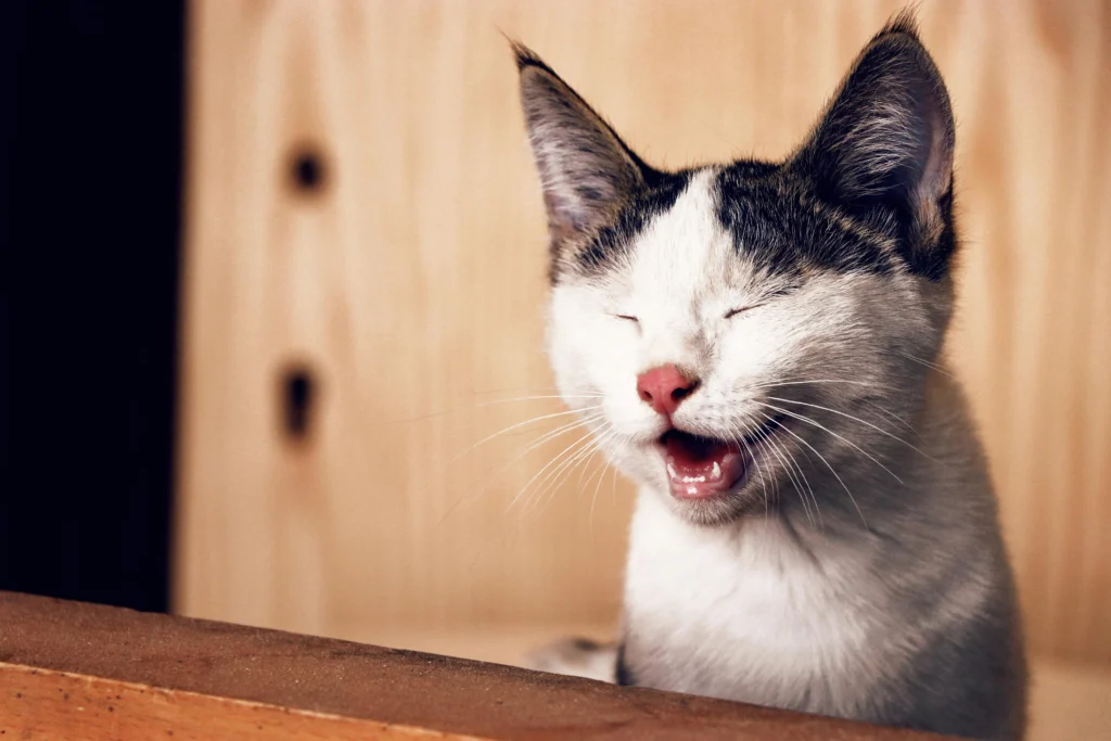 When to Worry About a Sneezing Cat: The Complete Guide 2026